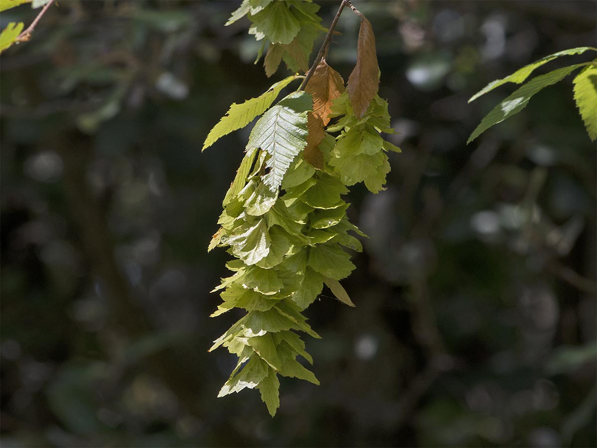 Carpinus orientalis
